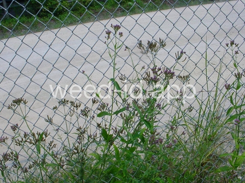 vervain, tall